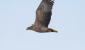 White-tailed eagle White-tailed Eagle by Hiyashi Haka is licensed under CC BY-NC-SA 2.0